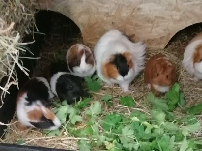 Bild 4:Meerschweinchen