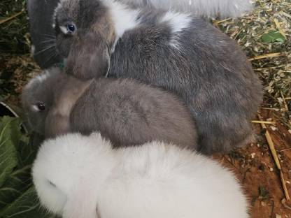 Bild 7:Zwerghase Miniloop Schlappohren Hängeohren