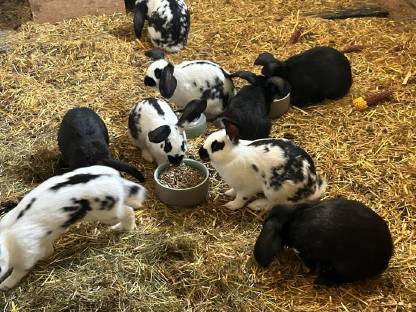 Bild 4:Junge Fleischhasen