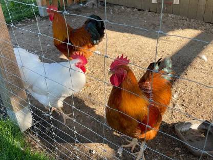 Bild 3:Legereife New Hampshire Junghennen und Junghähne