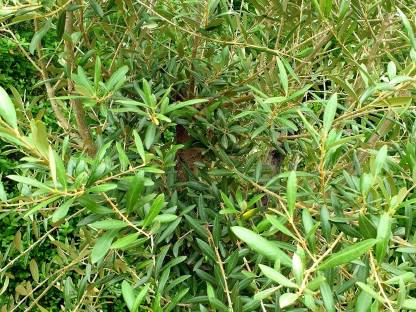 Bild 2:XXL Olivenbaum Olea Europaea – Für unvergleichliches Flair