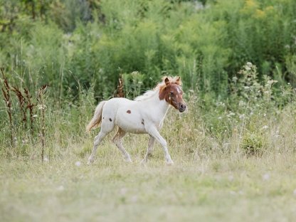 Bild 6:Minishetlandstutfohlen - homozygoter Fuchsschecke, SW Linie