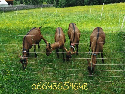 Suche HB GGZ Bock