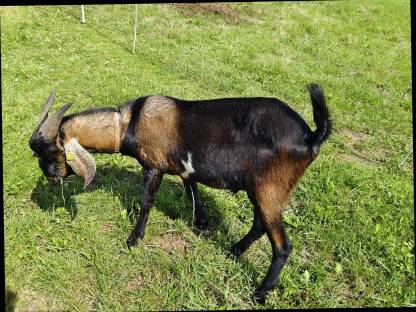 Anglonubierziegenbock