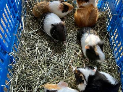 Meerschweinchen
