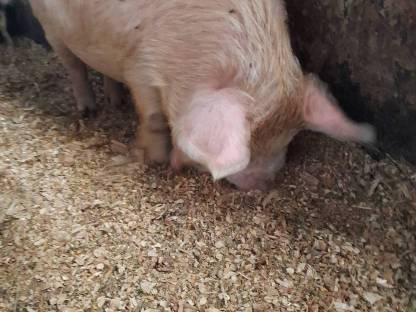 Bild 3:Kune Kune Schweine