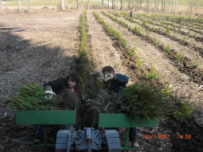 Bild 2:Wir übernehmen Ihre Aufforstungsarbeiten!