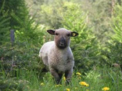 Bild 3:Shropshire - Lammfleisch direkt vom Bauernhof