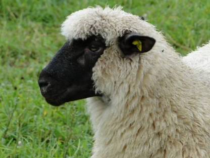 Bild 2:Shropshire - Lammfleisch direkt vom Bauernhof