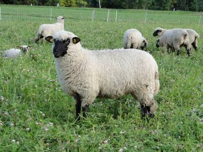 Shropshire - Lammfleisch direkt vom Bauernhof