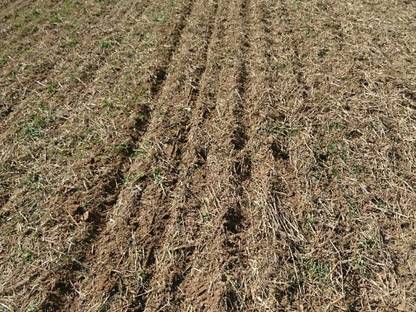 Bild 4:Biete Direktsaat