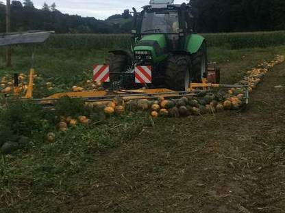 Bild 3:Kürbisvollernte