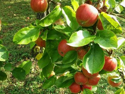Bild 4:Naturbelassene Tafeläpfel
