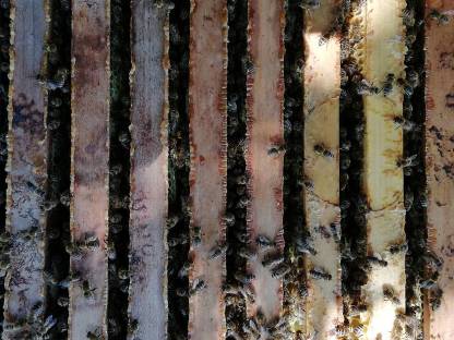 8 Bienenvölker Auswinterungsvölker Königin 2025 10 Waben