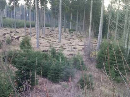 Bild 2:Waldbodenverwundung mit Valtra und Trencher UOT2000
