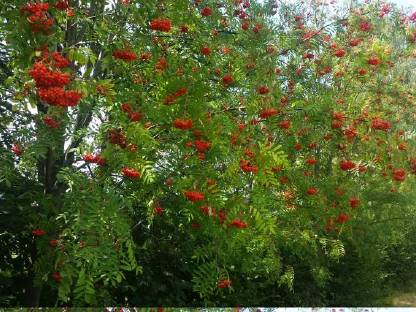 Bild 3:Bio-Vogelbeer-Edelbrand