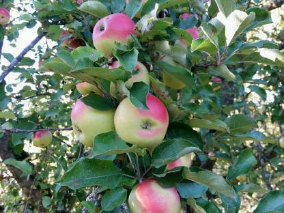 Naturbelassene Tafeläpfel