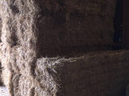 Stroh: Verkaufe Gerstenstroh in futterqualität kaufen - Landwirt.com