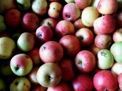 Bild 3:Naturbelassene Tafeläpfel