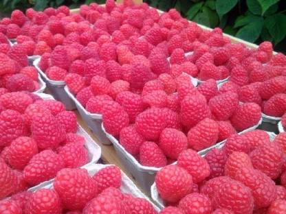 Bild 6:Himbeeren