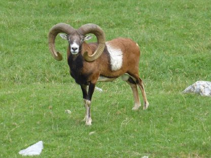 Mufflonwidder