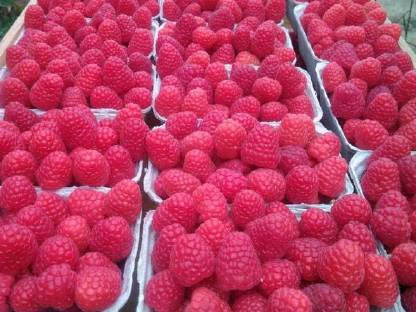 Bild 5:Himbeeren