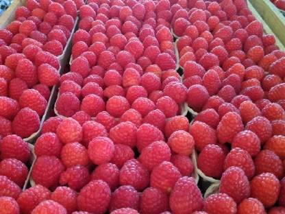 Bild 4:Himbeeren