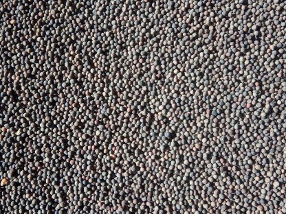 Bild 2:Winterwicke Bio