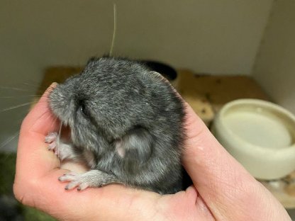 Wunderschöne Chinchilla-Mädels & -Buben suchen neues Zuhause