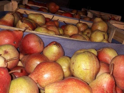 Bild 4:Fr. Williams Birnen rot und grün fürs Destillat