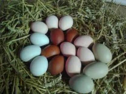 Naturnahe Eier von Freilebenden Hühnern und Enten