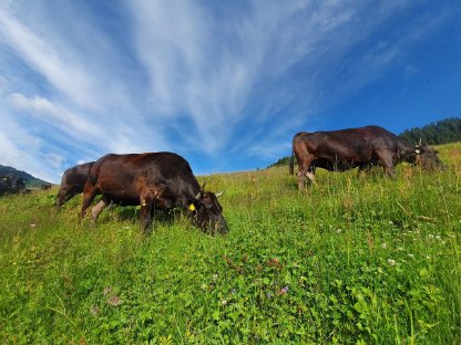 Bild 3:Wagyu - Rinder 100% Vollblut