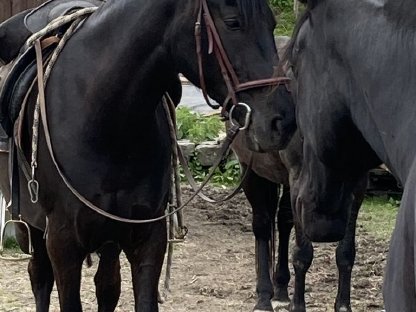 Bild 4:Pferde-Trekking