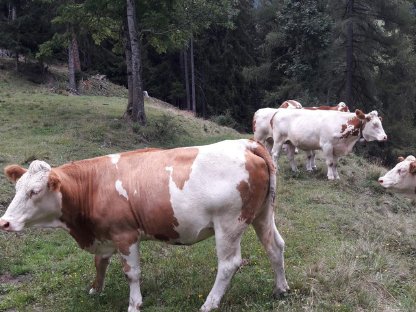 Trächtige Fleckviehkalbinnen