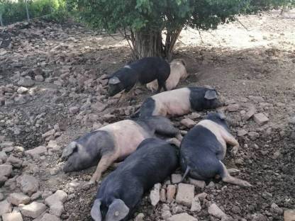 Bild 3:Schweinefleisch Freilandschweine Freilandhaltung