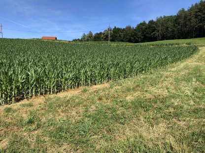 Bild 6:Einzelkornsaat mit Bodenmischprofi