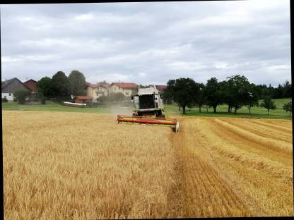 Bild 2:Lohndrusch Getreide, Mais, Raps und Soja