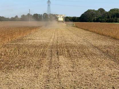 Bild 2:Soja dreschen mit Flexschneidwerk