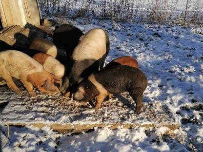 Bild 4:Schweinefleisch Freilandschweine Freilandhaltung