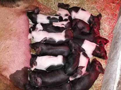 Bild 6:Schweinefleisch Freilandschweine Freilandhaltung