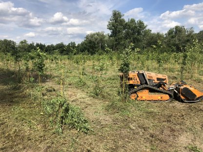 Bild 9:Aufforstungsflächen vorbereiten und pflegen
