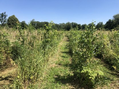 Bild 4:Aufforstungsflächen vorbereiten und pflegen