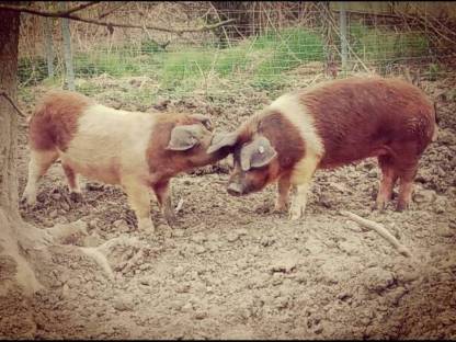 Schweinefleisch Freilandschweine Freilandhaltung