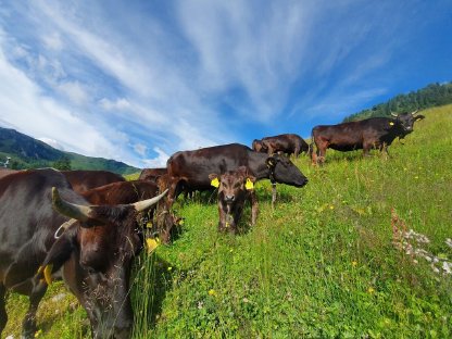 Wagyu - Rinder 100% Vollblut