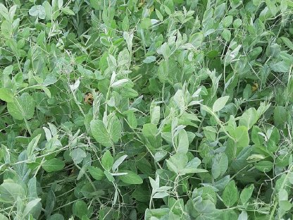 BIO WINTER ERBSEN