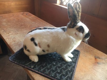 Bild 3:Dreifarbenschecken