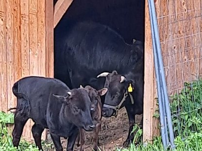 Bild 3:Dahomey Kuh und Stier