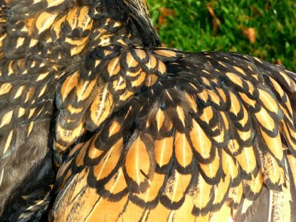 Bild 4:Bruteier Brahma goldschwarz gesäumt große Rasse