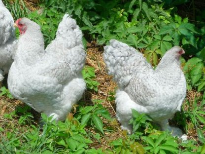 Bild 2:Bruteier Brahma perlgrau gesperbert, internationaler Versand