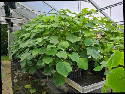 Bild 4:Paulownia / Kiri Jungpflanzen